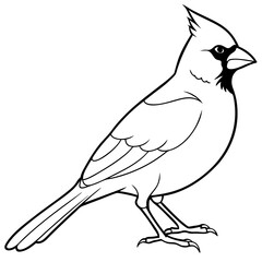 Cardinal line art vector illustration