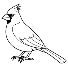 Cardinal line art vector illustration