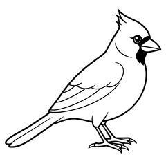 Cardinal line art vector illustration
