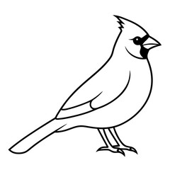 Cardinal line art vector illustration