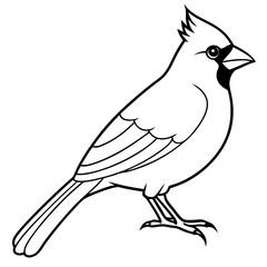 Cardinal line art vector illustration