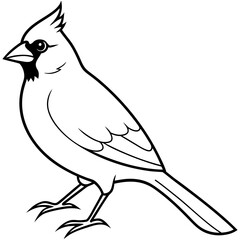 Cardinal line art vector illustration