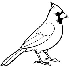 Cardinal line art vector illustration