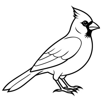 recommend clip art: Cardinal line art vector illustration