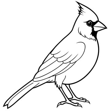 recommend clip art: Cardinal line art vector illustration