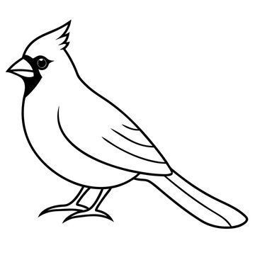 recommend clip art: Cardinal line art vector illustration