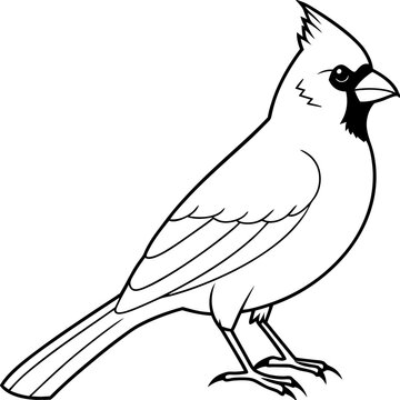 recommend clip art: Cardinal line art vector illustration