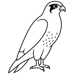 Peregrine Falcon line art vector illustration