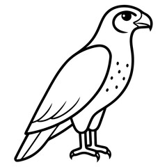 Fototapeta premium Peregrine Falcon line art vector illustration