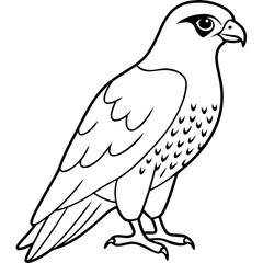 Peregrine Falcon line art vector illustration
