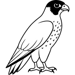 Peregrine Falcon line art vector illustration