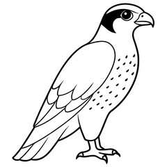 Fototapeta premium Peregrine Falcon line art vector illustration