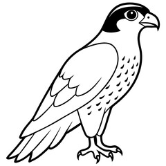 Peregrine Falcon line art vector illustration