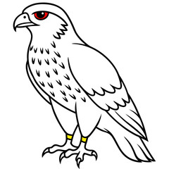 Red-tailed Hawk line art vector illustration