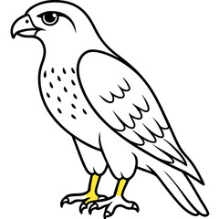 Fototapeta premium Red-tailed Hawk line art vector illustration