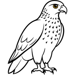 Red-tailed Hawk line art vector illustration