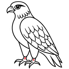 Red-tailed Hawk line art vector illustration