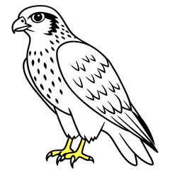 Fototapeta premium Red-tailed Hawk line art vector illustration
