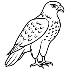 Fototapeta premium Red-tailed Hawk line art vector illustration
