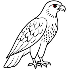 Obraz premium Red-tailed Hawk line art vector illustration