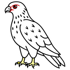 Red-tailed Hawk line art vector illustration