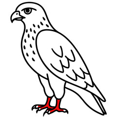 Fototapeta premium Red-tailed Hawk line art vector illustration