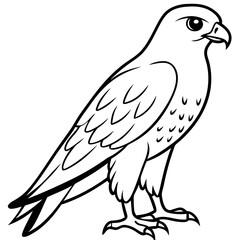 Red-tailed Hawk line art vector illustration