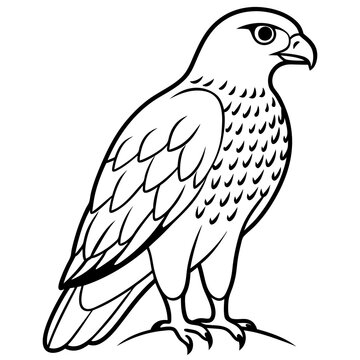 recommend clip art: Peregrine Falcon line art vector illustration