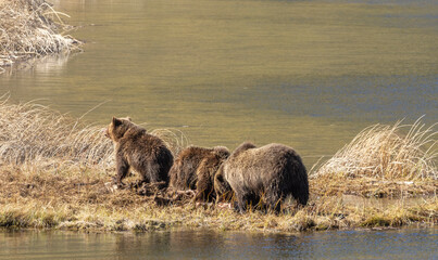 Grizzly Bear Sow and Cubs in Yellowstone Naitonal Park Wyoming in Springtime