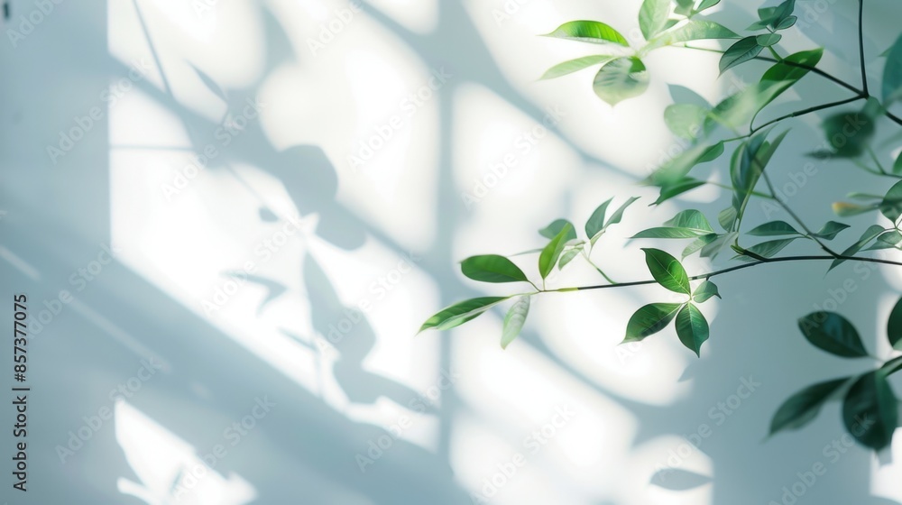 Poster Sunlight filters through leaves casting soft shadows on a white wall, creating a minimalist and serene ambiance.