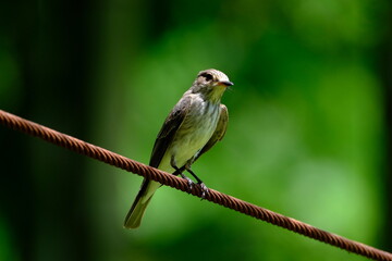 Bird sitting on a branch. Spotted flycatcher (Baeolophus bicolor)