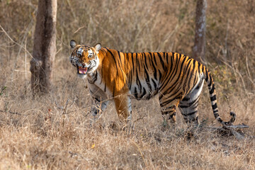 Magestic tiger in the forest during summer