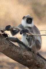 Beautiful monkey  sitting on a branch