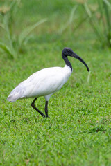 Beautiful black headed IBIS in India
