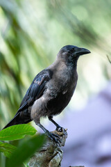 A black carrion beautiful crow on a green background 
