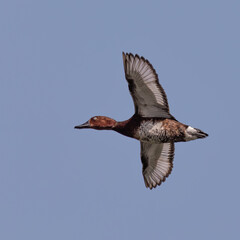 Beautiful duck in a great background