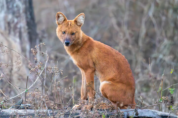 Wild Dog -The Deadliest Clans in Forest