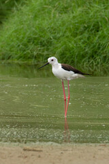Beautiful black winged stilt in Kuwait Natural reserve