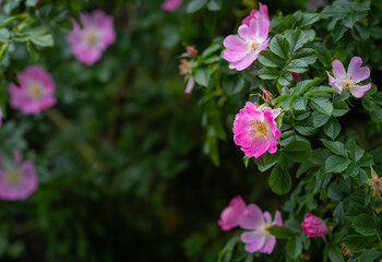 Rosa rubiginosa (sweet briar, sweetbriar rose, sweet brier or eglantine). Pink wild rose flowers.	