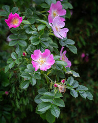 Rosa rubiginosa (sweet briar, sweetbriar rose, sweet brier or eglantine). Pink wild rose flowers. Vertical.