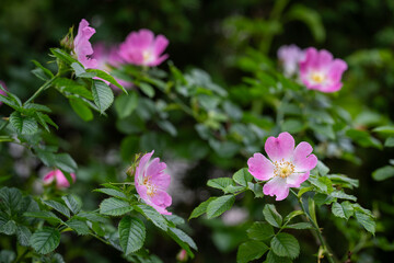 Rosa rubiginosa (sweet briar, sweetbriar rose, sweet brier or eglantine). Pink wild rose flowers.	