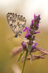 Motyl Polowiec szachownica (  Melanargia galathea ) na łące.