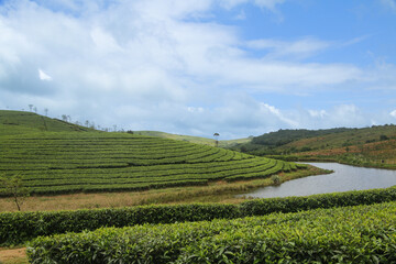 Fototapeta premium Magnificent green landscape of the nature with beautiful sky in the background 
