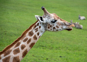 A portrait of a Rothschilds Giraffe