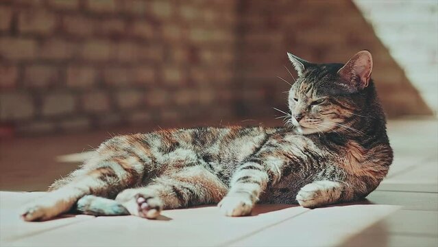 beautiful brown tabby / torbie cat with green eyes, chilling in the sunny spot