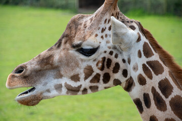 A portrait of a Rothschilds Giraffe