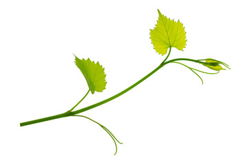 Fresh Green grape vine branch leaves. Greenery. Vine branch, on transparent, png.Fresh grape vine branches with leaves. © 151115