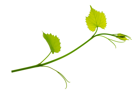 Fresh Green grape vine branch leaves. Greenery. Vine branch, on transparent, png.Fresh grape vine branches with leaves.