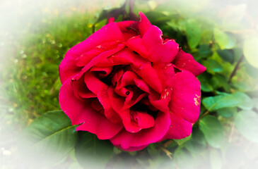 Rosa odorata Rosa × odorata (Andrews) Sweet