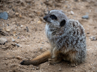 A portrait of an inquisitive meerkat